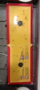 Spider Control Services