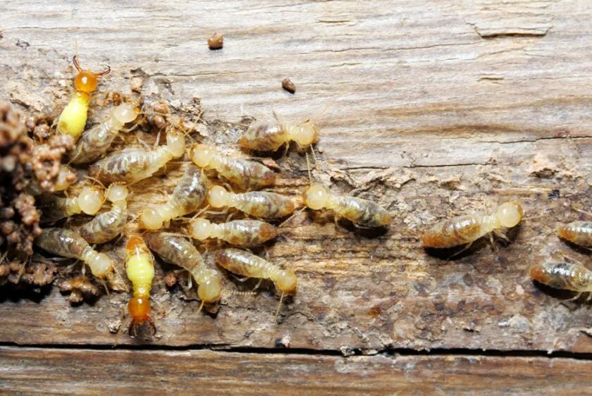 Termite Control Service