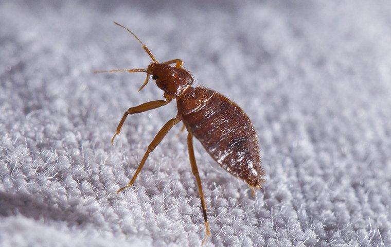 Bed Bug Control Services