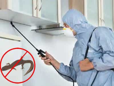 Pest Control Services For Lizards
