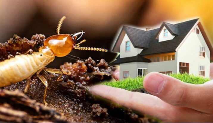 Pest Control Services in Nellore-v2vpest control-Nellore